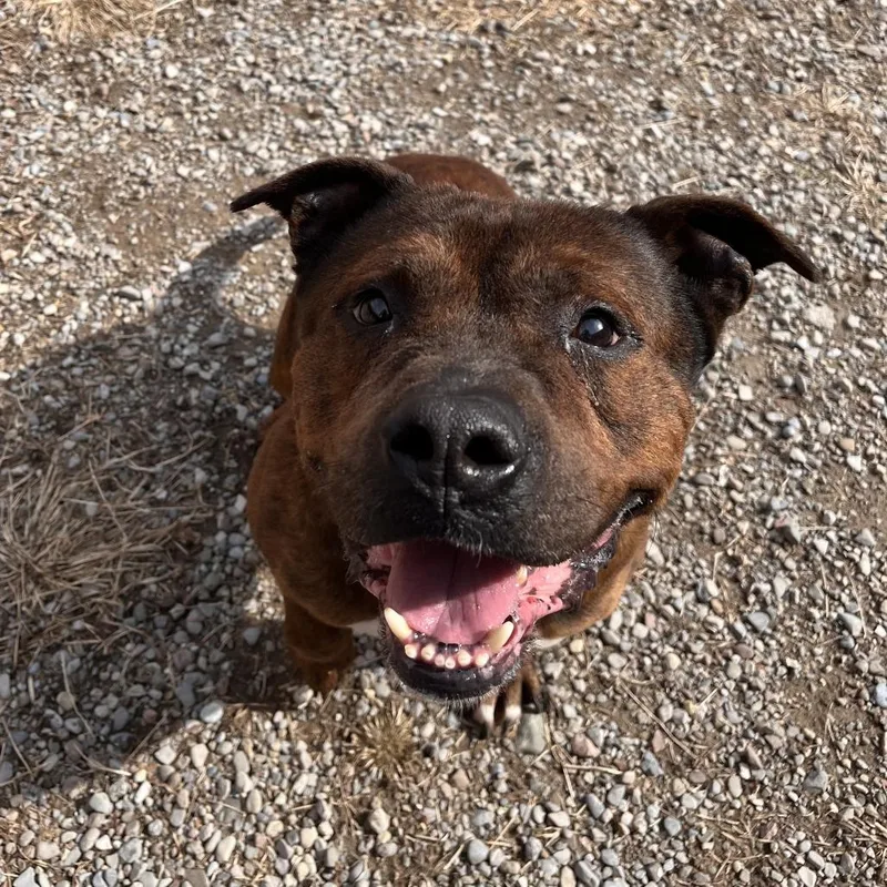 Reese's Pb thumbnail 3