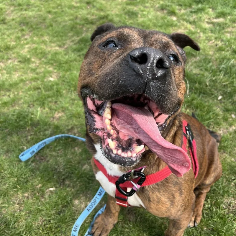 Reese's Pb thumbnail 4