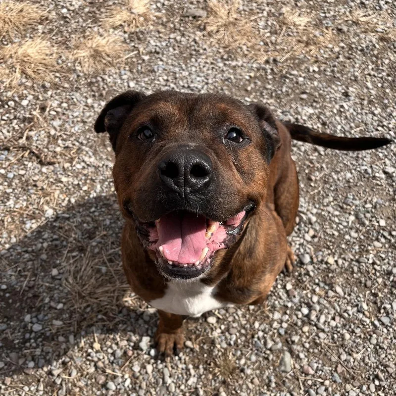 Reese's Pb thumbnail 5