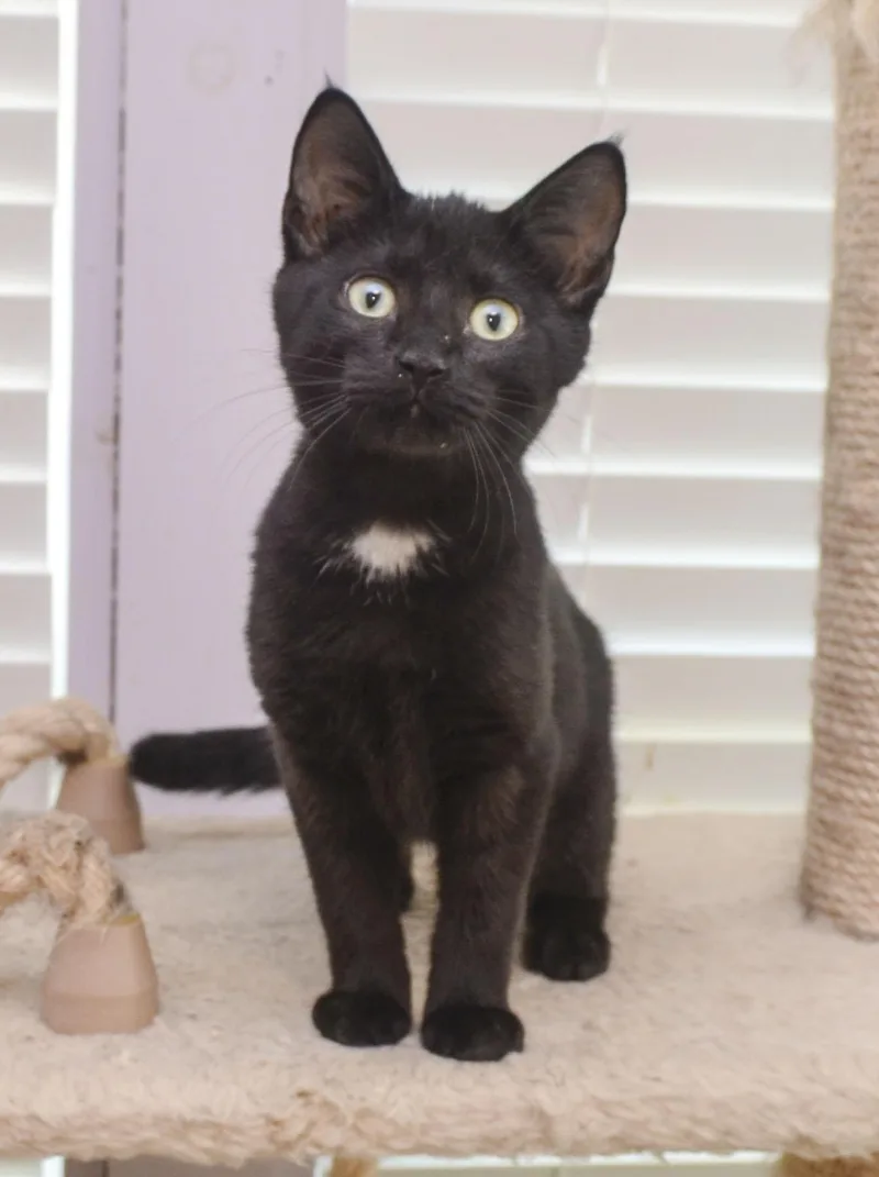 A young medium-sized male Domestic Short Hair cat named Cole for adoption in Farmington, MN