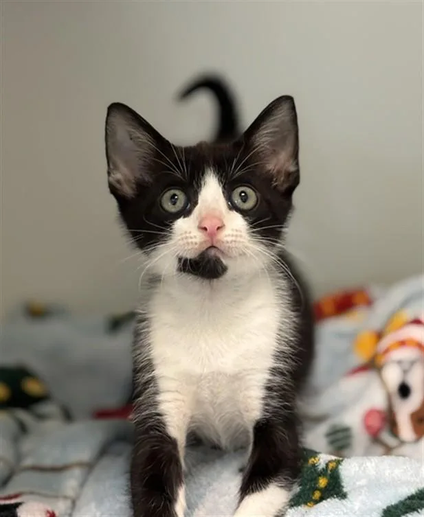 A baby small-sized male Domestic Short Hair cat named Sitcom for adoption in Texas City, TX