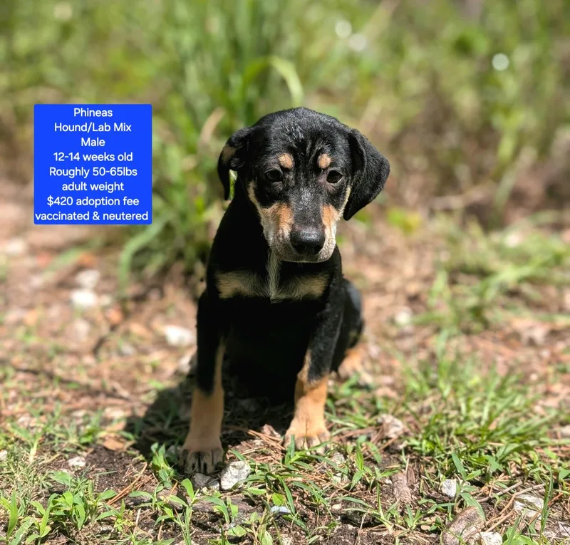 A baby large-sized male Hound dog named Phineas for adoption in Oviedo, FL