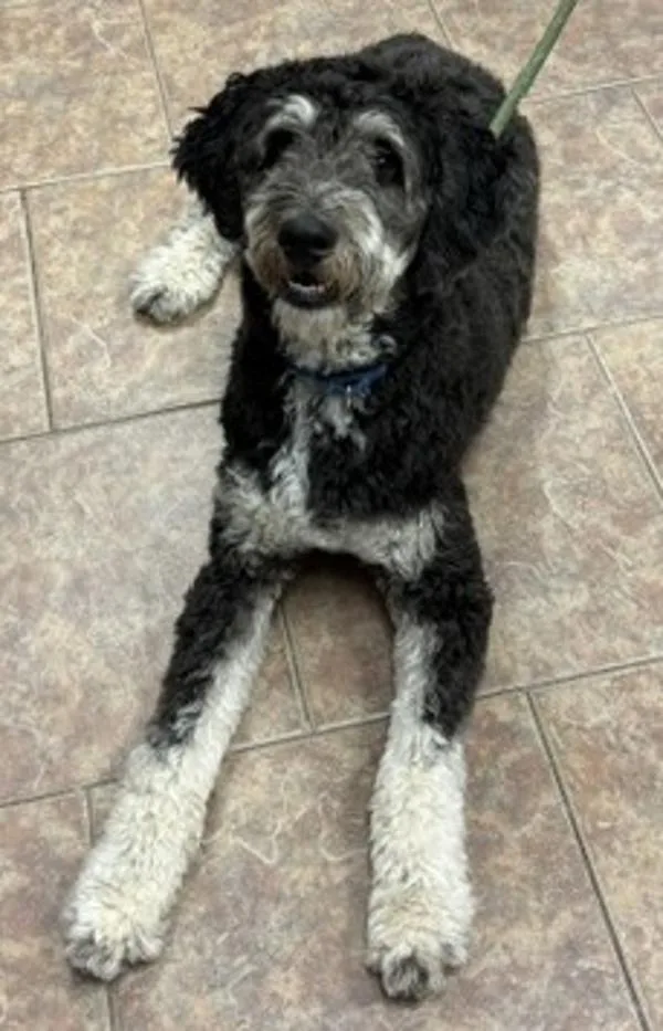 A young large-sized male Standard Poodle dog named Jack for adoption in Littleton, CO