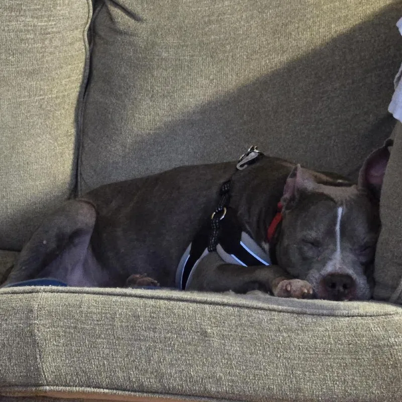 Grayce D thumbnail 4