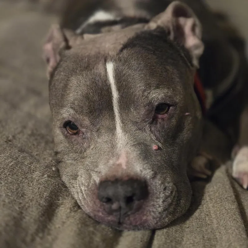 Grayce D thumbnail 5