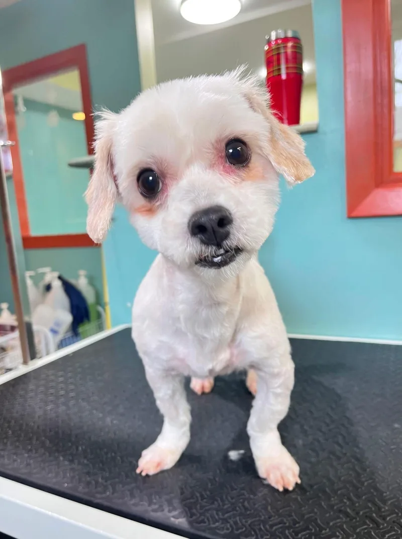 Ivory Bonded W Ebony