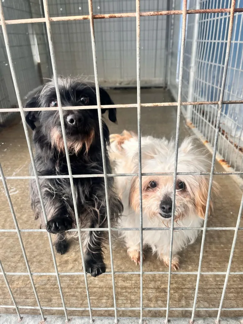 Ivory Bonded W Ebony thumbnail 3