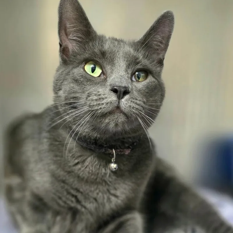 An adult medium-sized male Gray / Blue / Silver Domestic Short Hair cat named Mighty Mo for adoption in Abingdon, MD
