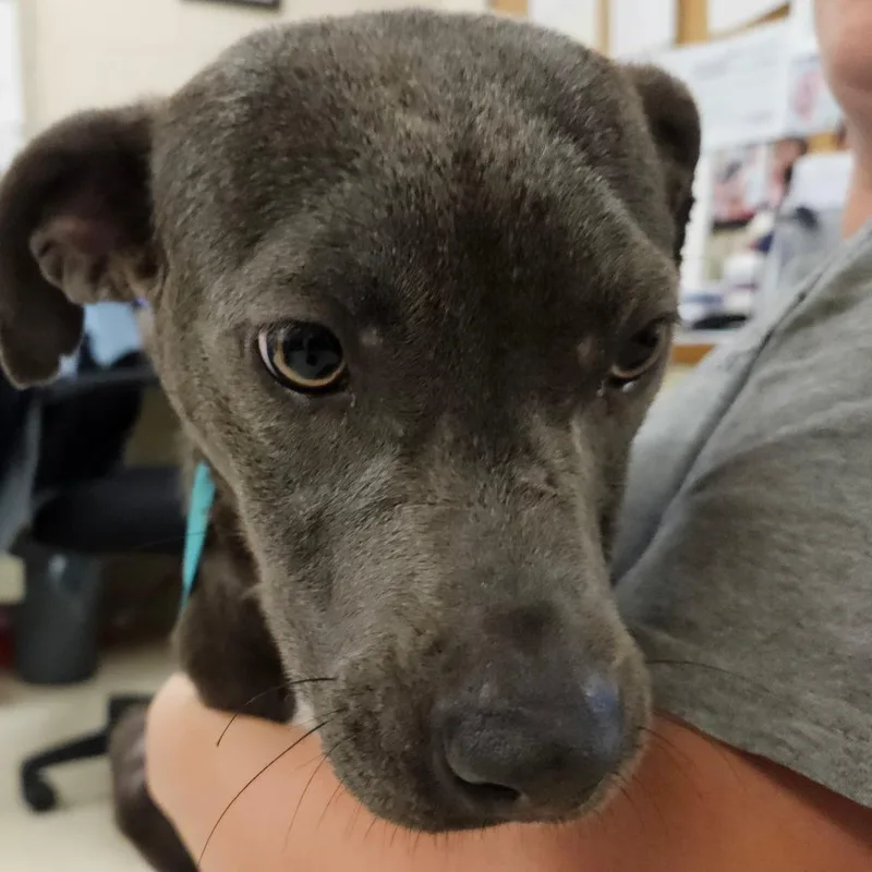 A young medium-sized female Gray / Blue / Silver Mixed Breed dog named Joy for adoption in Lake Panasoffkee, FL