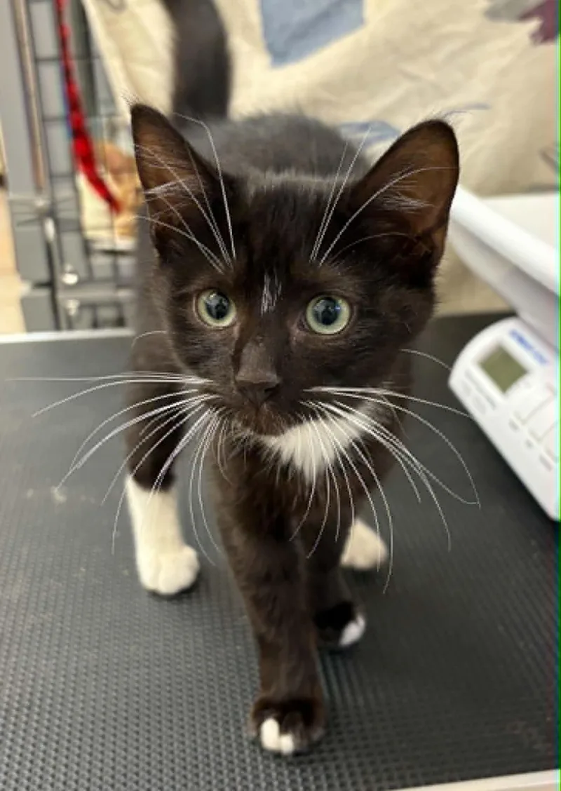 A baby medium-sized male Black & White / Tuxedo Domestic Short Hair cat named D'Angelo for adoption in Grants Pass, OR