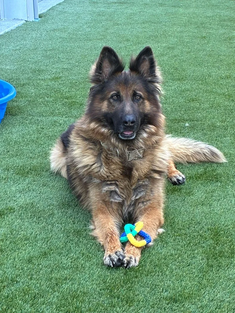An adult large-sized male German Shepherd Dog dog named Grizz for adoption in Prineville, OR