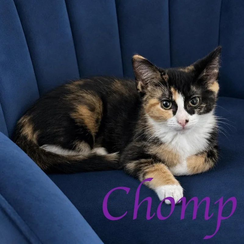 A baby medium-sized female Calico Domestic Short Hair cat named Chomp for adoption in Murfreesboro, TN