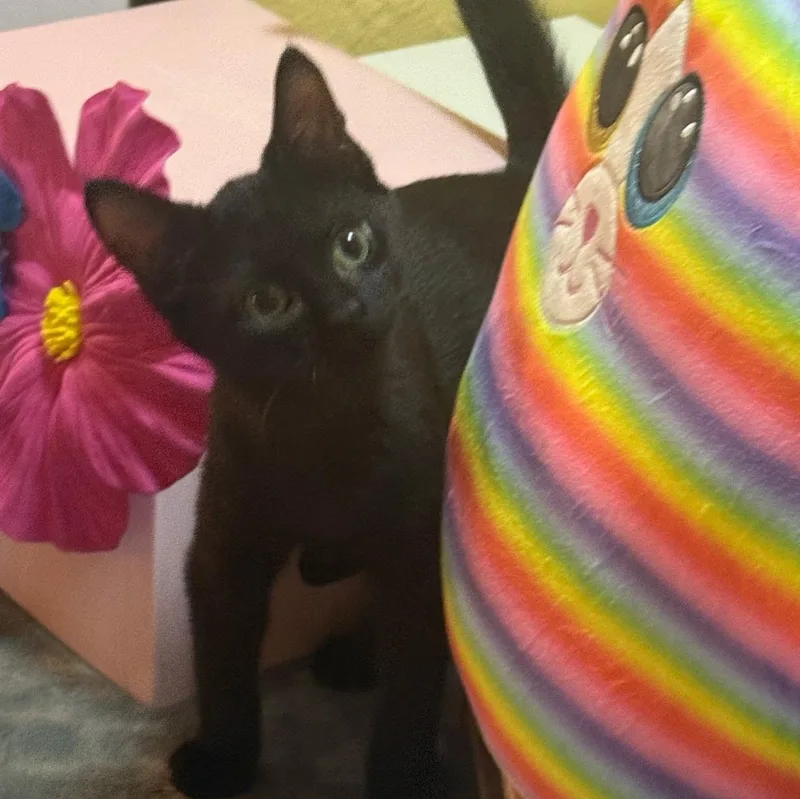 A baby small-sized male Black American Shorthair cat named Leon for adoption in Kansas City, MO