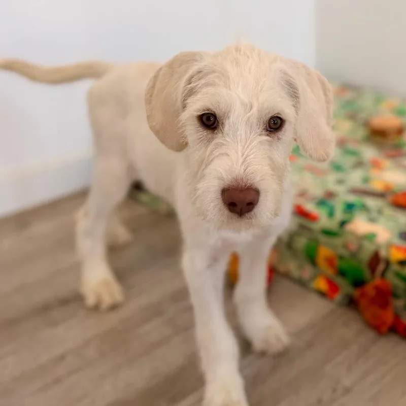 A baby small-sized male White / Cream Terrier dog named Rowdy for adoption in Green Bay, WI