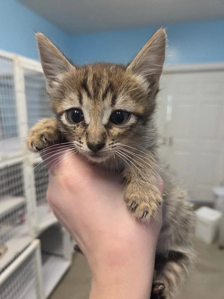 A baby small-sized female Domestic Short Hair cat named Creek for adoption in Gold Beach, OR