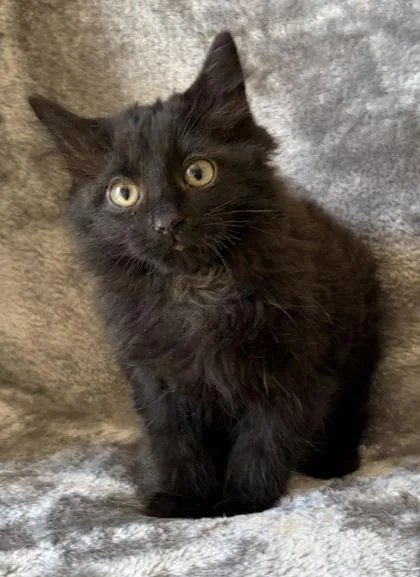 A young medium-sized male Domestic Long Hair cat named Galaxy for adoption in Buffalo, MN
