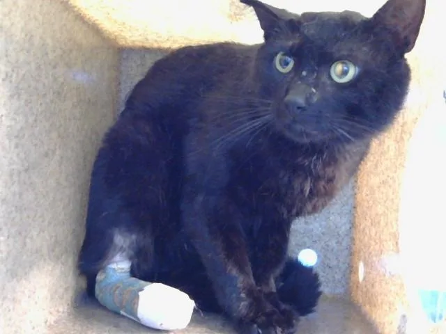 A young large-sized male Domestic Short Hair cat named Dru for adoption in Gardena, CA