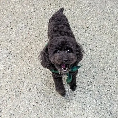 An adult small-sized male Black Bichon Frise dog named Jax  Home To for adoption in South Elgin, IL