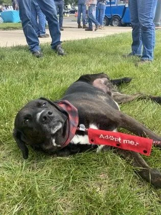 An adult large-sized male Labrador Retriever dog named Froggy for adoption in Columbus, IN