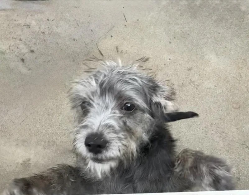 A baby medium-sized male Gray / Blue / Silver Mixed Breed dog named Sawyer for adoption in San Diego, CA