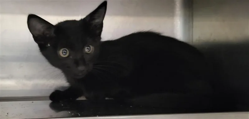 A baby small-sized male Domestic Short Hair cat named A for adoption in Van Nuys, CA
