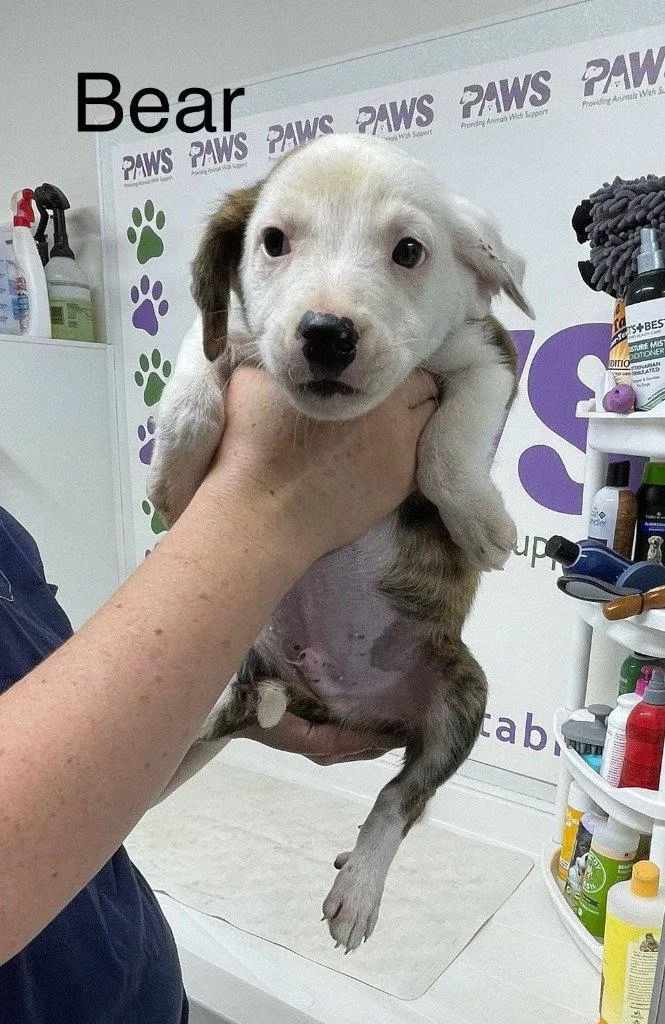 A baby medium-sized male Terrier dog named Bear for adoption in Saint George, UT