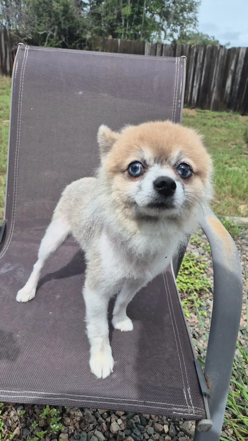 A young small-sized male Pomeranian dog named Peanut for adoption in Orlando, FL