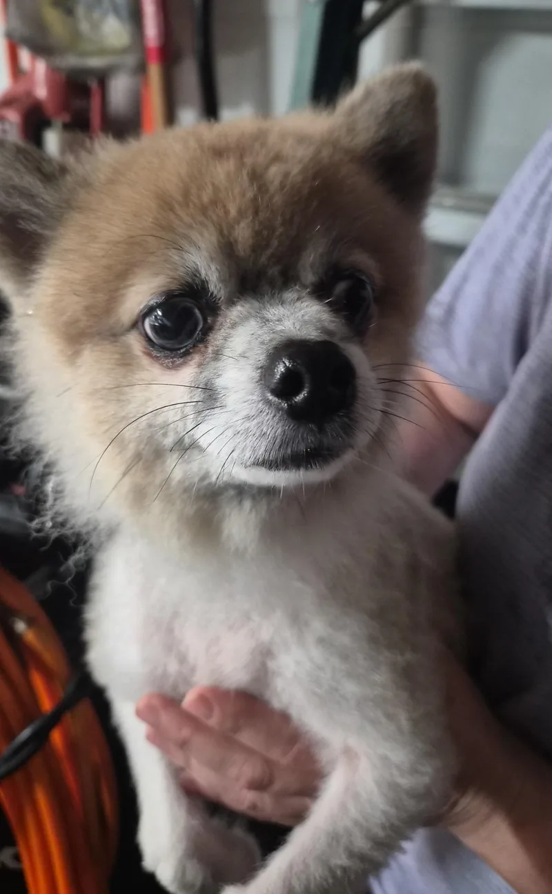 Peanut thumbnail 2