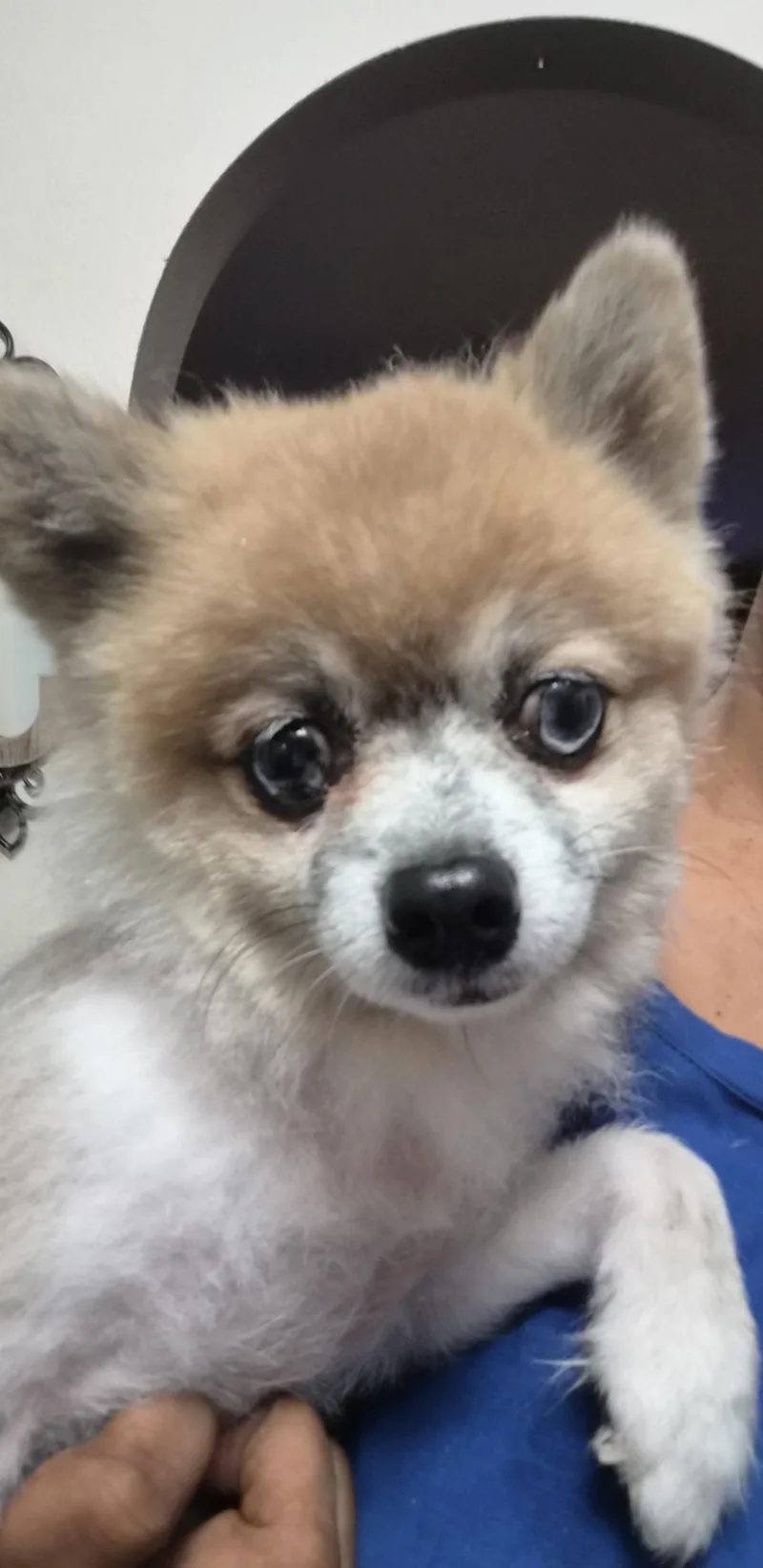 Peanut thumbnail 3