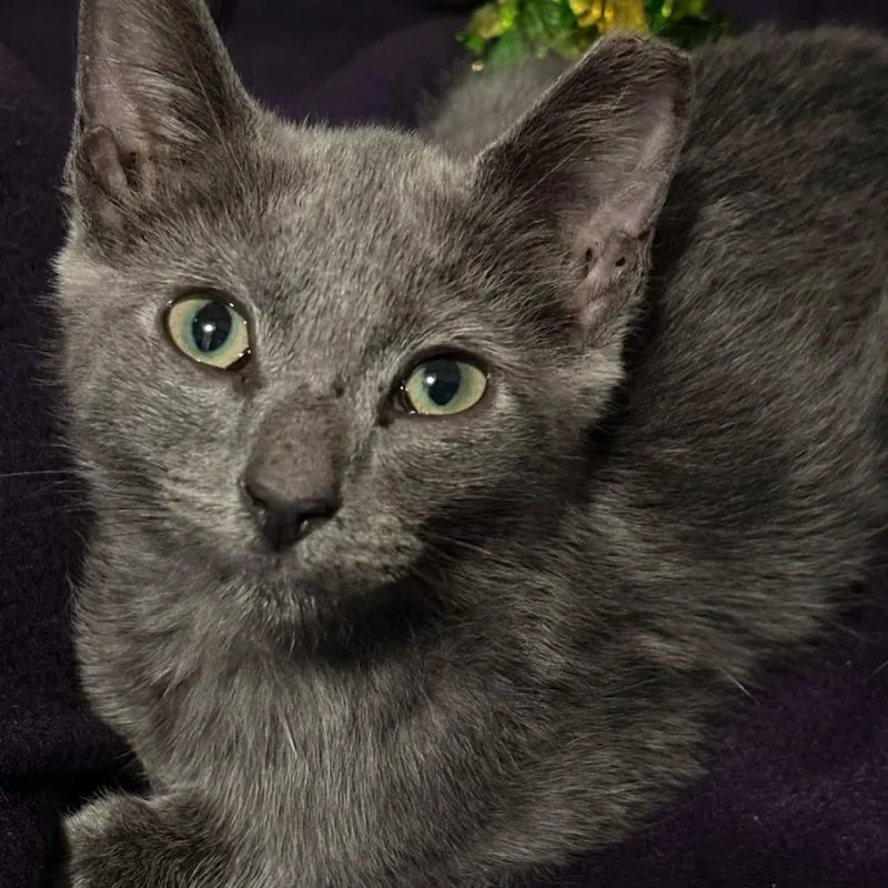 A baby small-sized male Gray / Blue / Silver Domestic Short Hair cat named George for adoption in Dickinson, TX