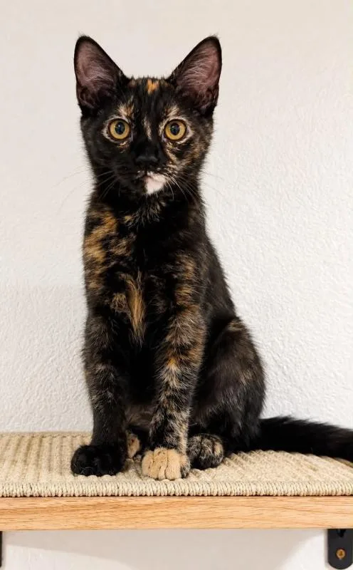 Nora