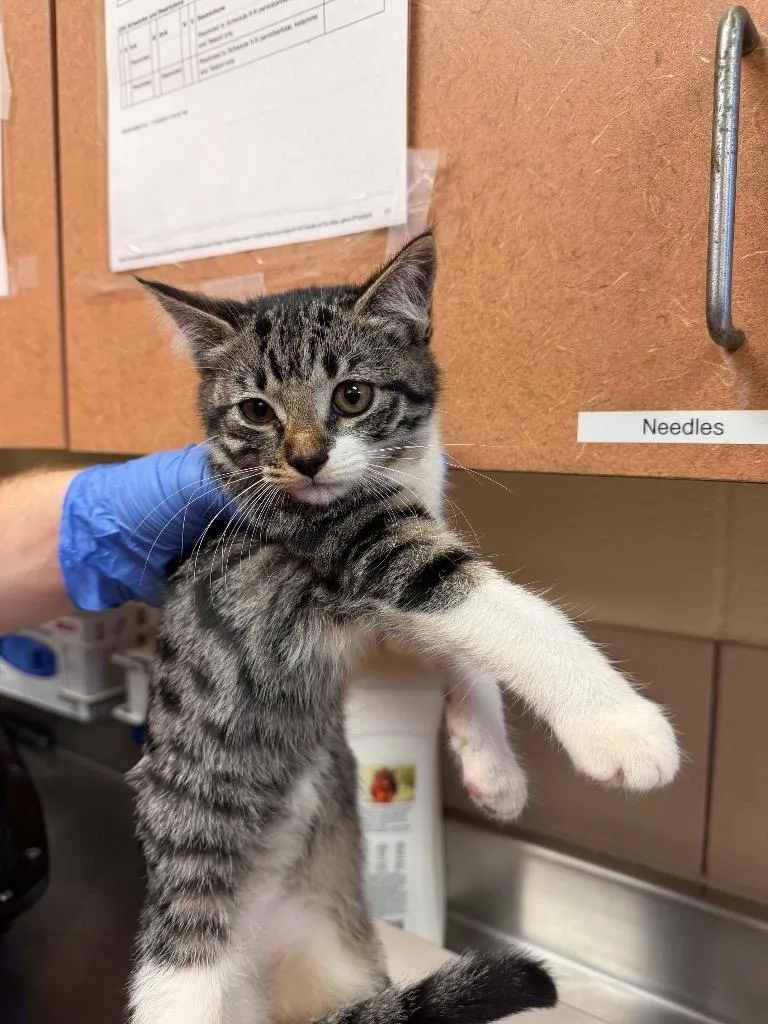 A baby small-sized female Domestic Short Hair cat named Jayden for adoption in Bossier City, LA