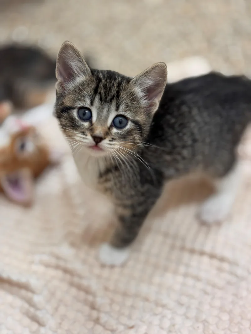 A baby small-sized female Tabby (Brown / Chocolate) Domestic Short Hair cat named Natori for adoption in Hackensack, MN