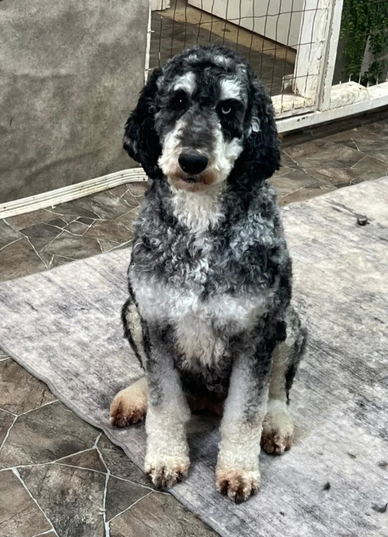 Nellie