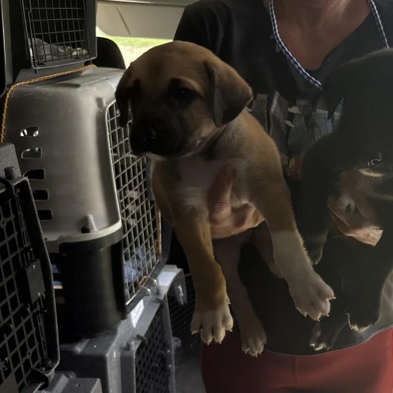 A baby medium-sized male Brown / Chocolate Mixed Breed dog named Pepper for adoption in Austin, TX