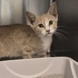 A baby small-sized male Buff / Tan / Fawn Domestic Short Hair cat named Hiram for adoption in Norman, OK