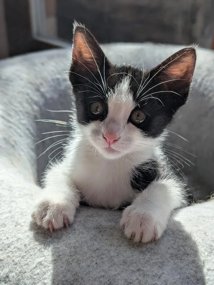 A baby medium-sized male Domestic Short Hair cat named Hubert A for adoption in Plano, TX