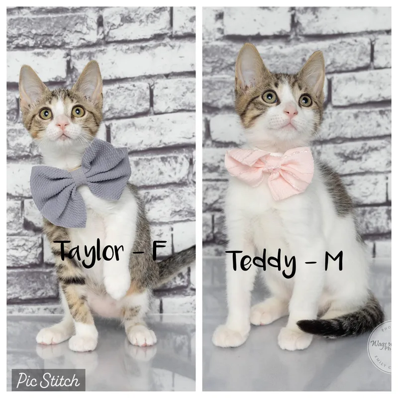 Taylor & Teddy  thumbnail 6