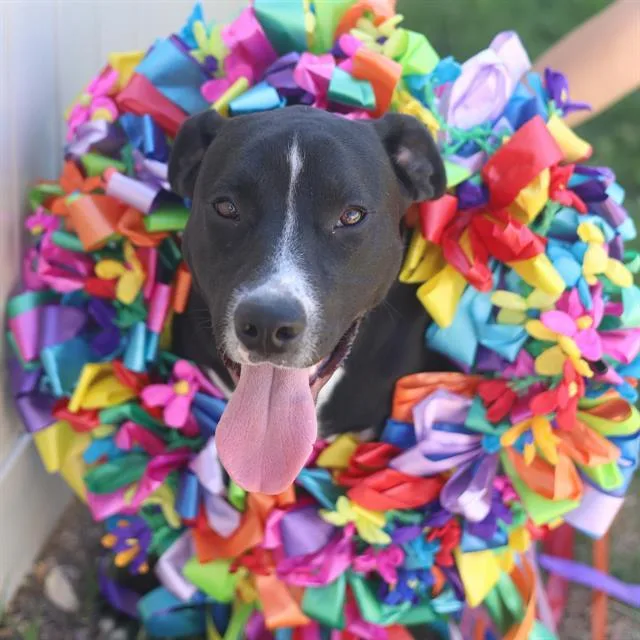 A young medium-sized male American Staffordshire Terrier dog named Lucky for adoption in San Antonio, TX