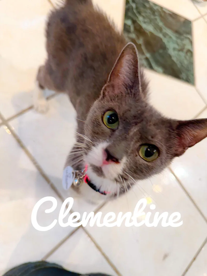 Clementine