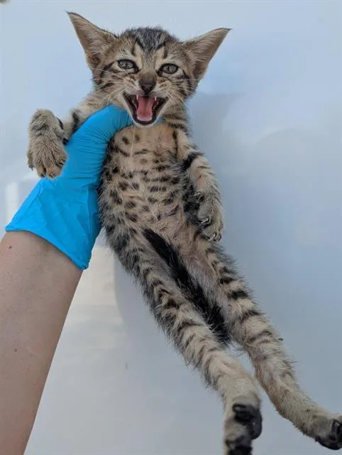 A baby small-sized male Domestic Short Hair cat named Sputnik for adoption in San Antonio, TX