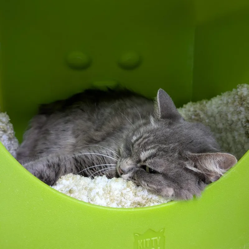 A young small-sized female Domestic Long Hair cat named Jadis for adoption in Brookfield, WI