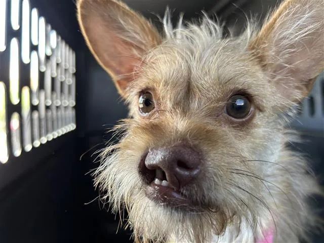 An adult small-sized female Terrier dog named Oralia for adoption in San Antonio, TX