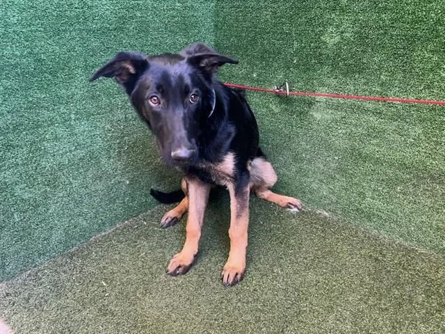 A young small-sized male German Shepherd Dog dog named Jeremy for adoption in Lancaster, CA