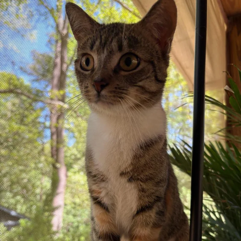 A young medium-sized female Domestic Short Hair cat named Waddles for adoption in Cumming, GA