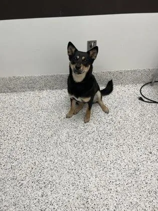 An adult medium-sized female Mixed Breed dog named Huggie for adoption in Atlanta, GA