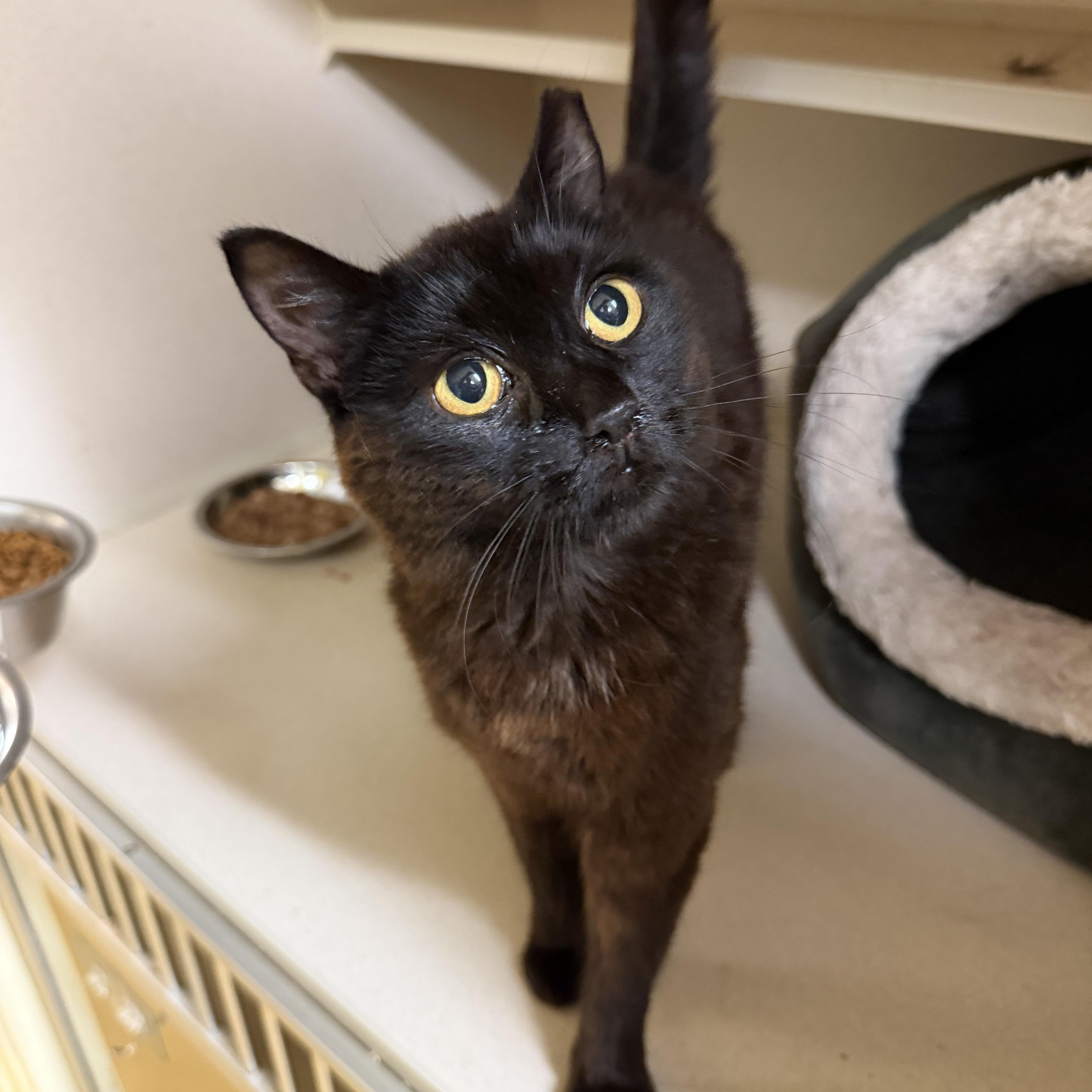 An adult large-sized female Black Domestic Short Hair cat named Henley for adoption in Hudson, NY