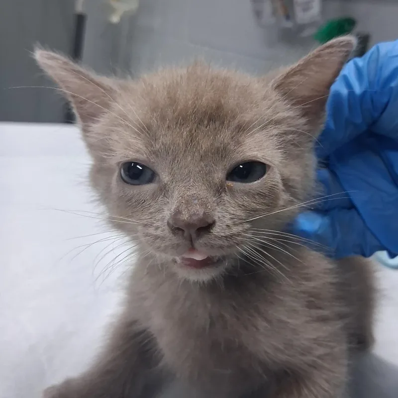 A baby small-sized female Lilac Point Domestic Short Hair cat named LoveALot Bear for adoption in Summerville, SC