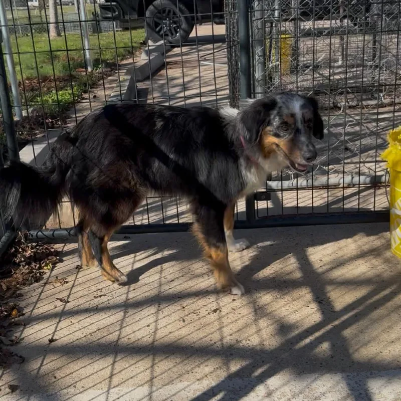 An adult medium-sized male Black Australian Shepherd dog named Walker for adoption in Lake Jackson, TX