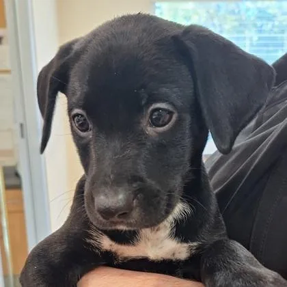 Jack